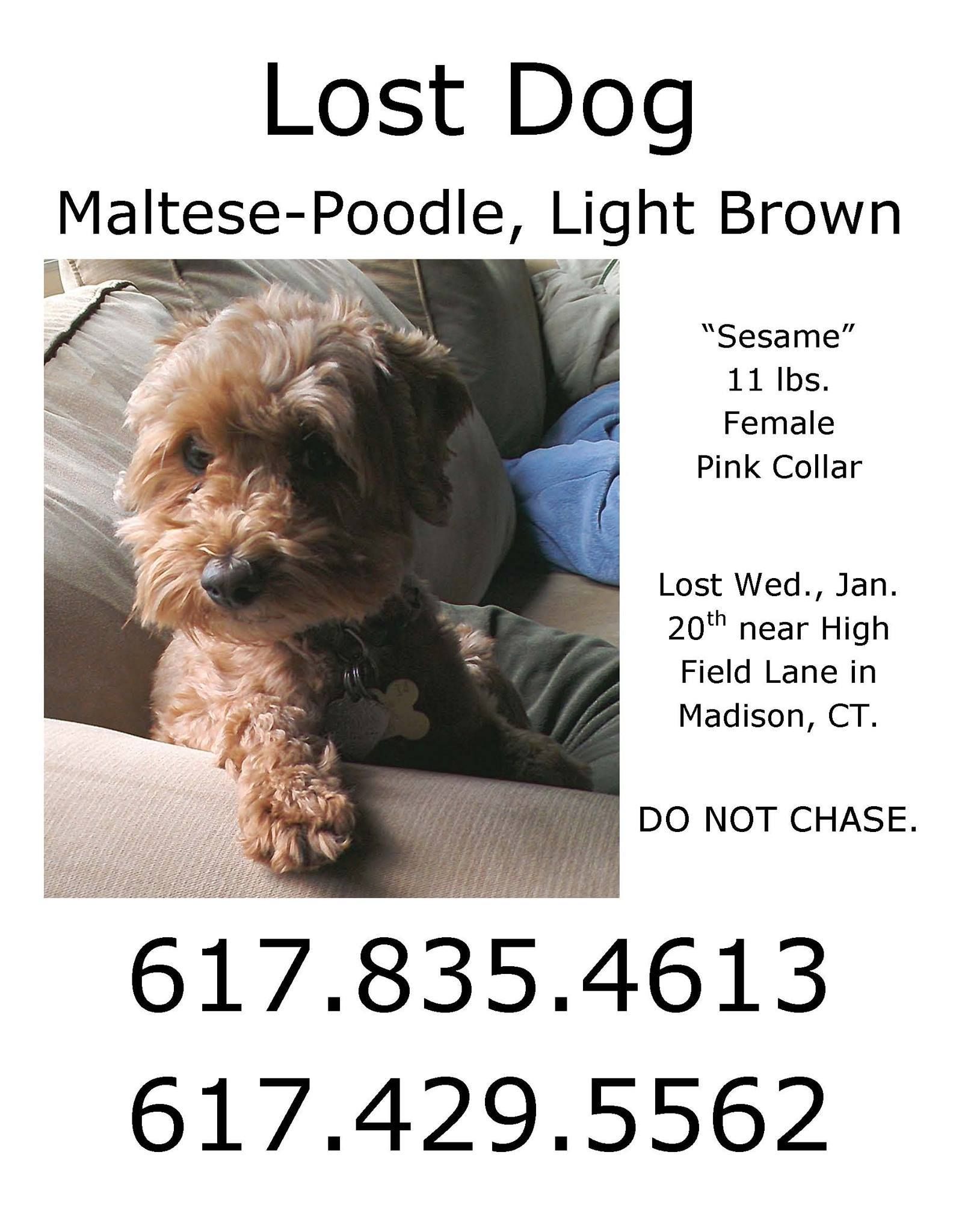 The lost pet by tammy - Ourboox.com