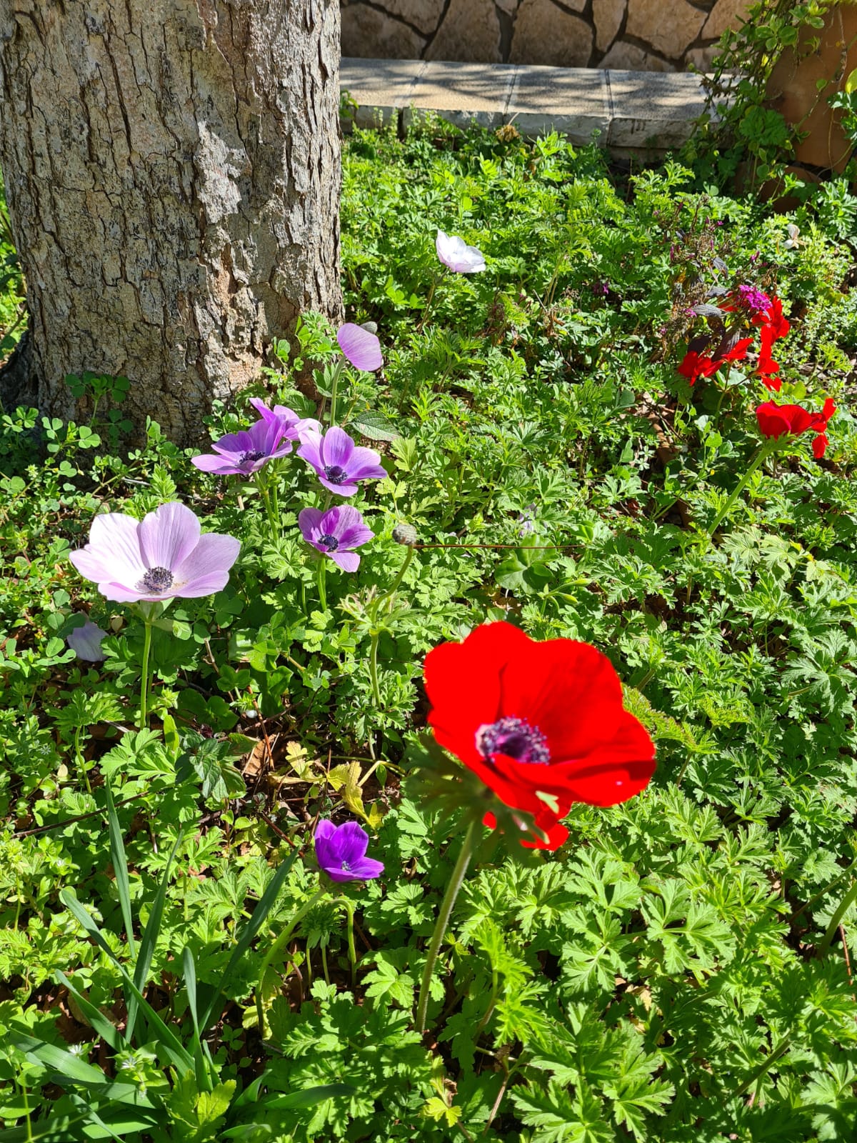 גילונתון ינואר-פברואר by efrat caruk - Illustrated by אפרת צרוק ומועצת התלמידים - Ourboox.com