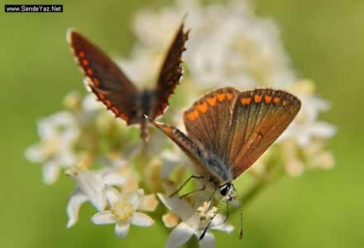 SEVGİ DOLU KELEBEK by masal kıtabım - Ourboox.com
