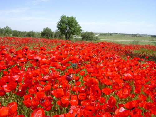 شقائق النعمان by Khadija - Illustrated by شقائق النعمان - Ourboox.com