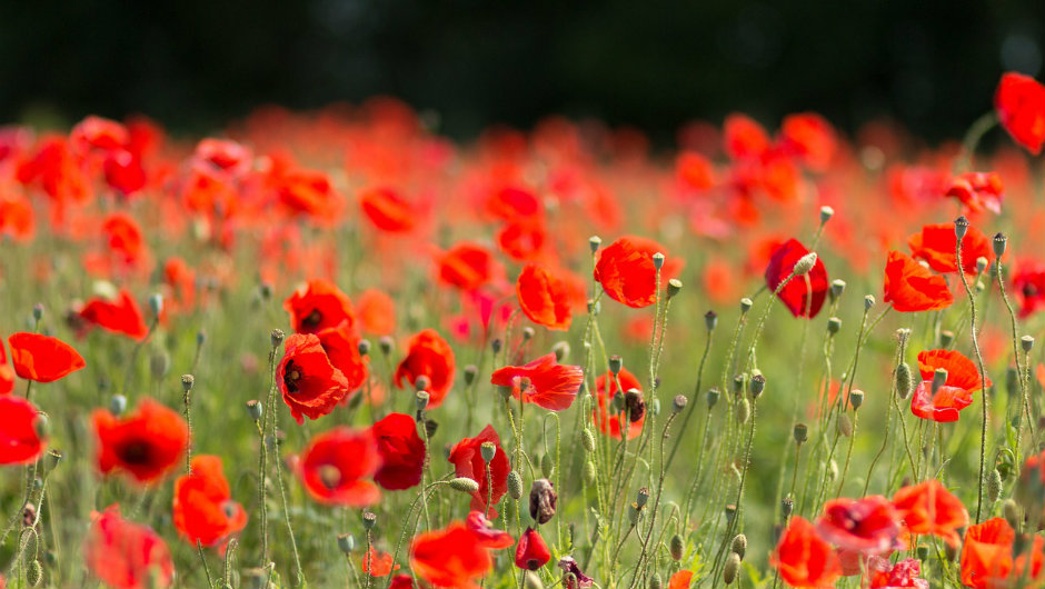 شقائق النعمان by Khadija - Ourboox.com