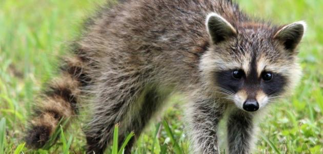 الولايات المتحدة الامريكية by TASNEEM ABD ELQADER - Ourboox.com