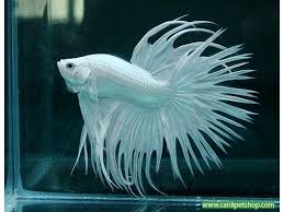 Animals by Galip GELGEÇ - Illustrated by Animals - Ourboox.com