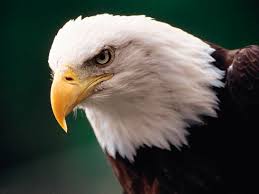 Animals by Galip GELGEÇ - Illustrated by Animals - Ourboox.com