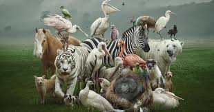 Animals by Galip GELGEÇ - Illustrated by Animals - Ourboox.com