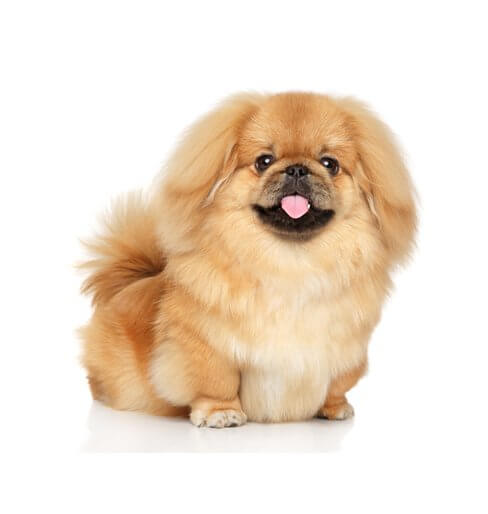 Information About Dogs by piar renawe - Ourboox.com