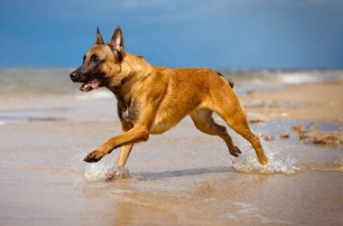 Information About Dogs by piar renawe - Ourboox.com