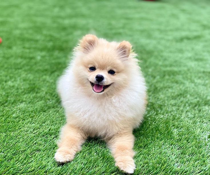 Information About Dogs by piar renawe - Ourboox.com