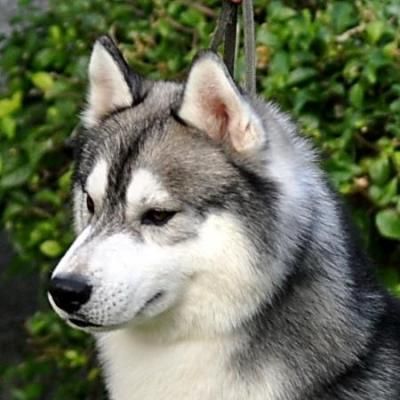 Information About Dogs by piar renawe - Ourboox.com