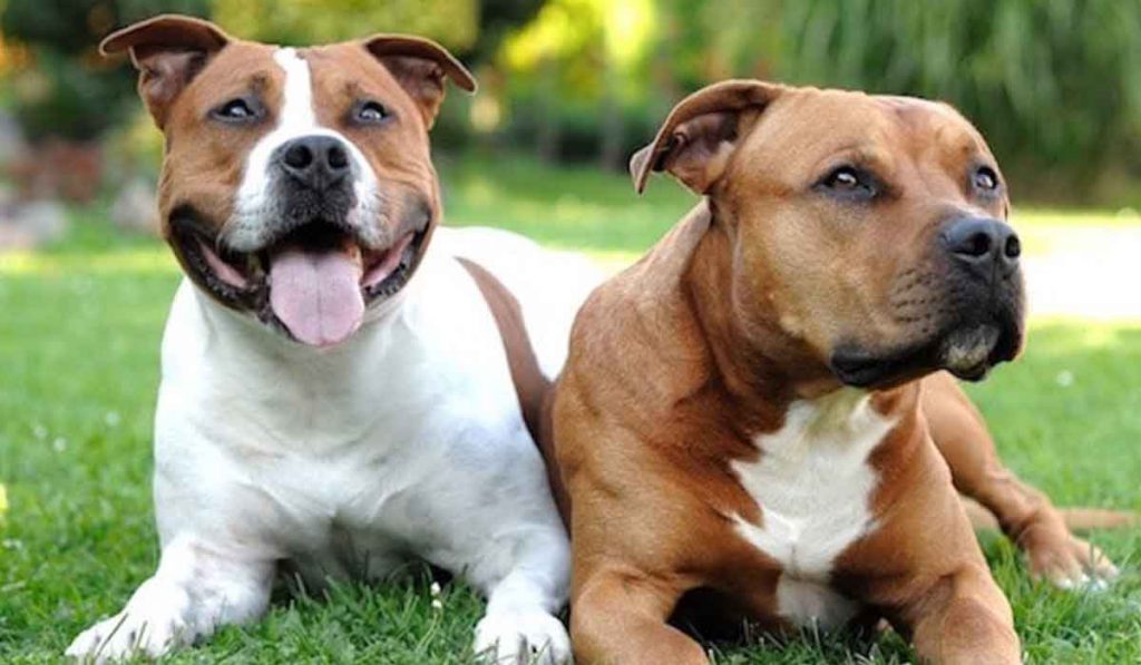 Information About Dogs by piar renawe - Ourboox.com