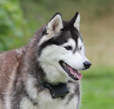 THE DOG WORLD/עולם הכלבים by amir gazawi ziv - Ourboox.com