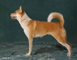 THE DOG WORLD/עולם הכלבים by amir gazawi ziv - Ourboox.com