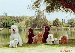 THE DOG WORLD/עולם הכלבים by amir gazawi ziv - Ourboox.com