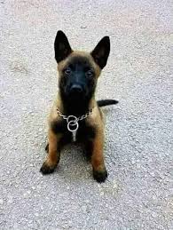 كلاب المالينوا by ronen saig - Ourboox.com