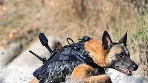 كلاب المالينوا by ronen saig - Ourboox.com