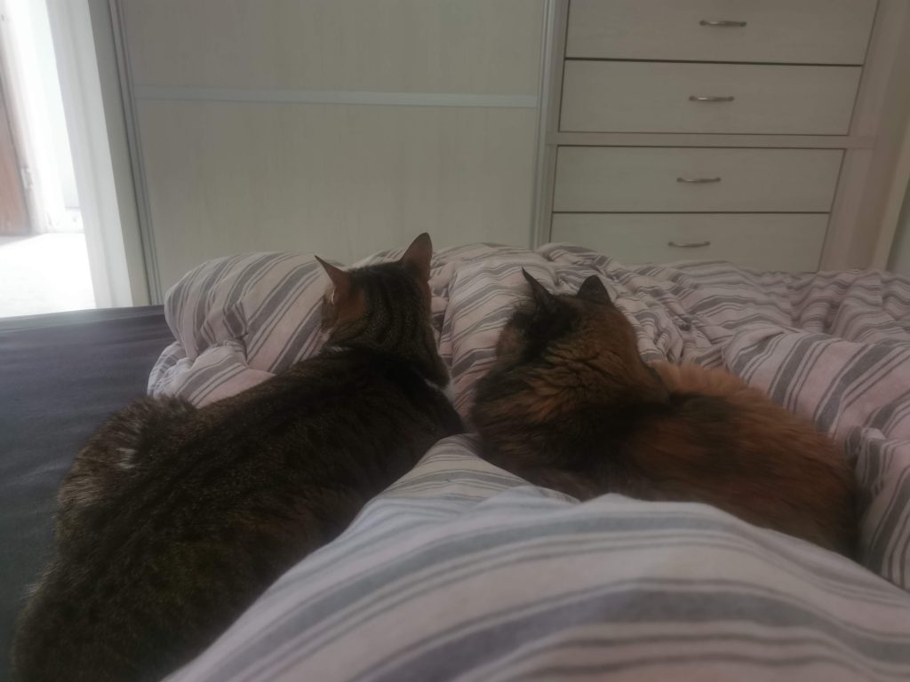 תוליל וזאתי by limor avraham - Ourboox.com