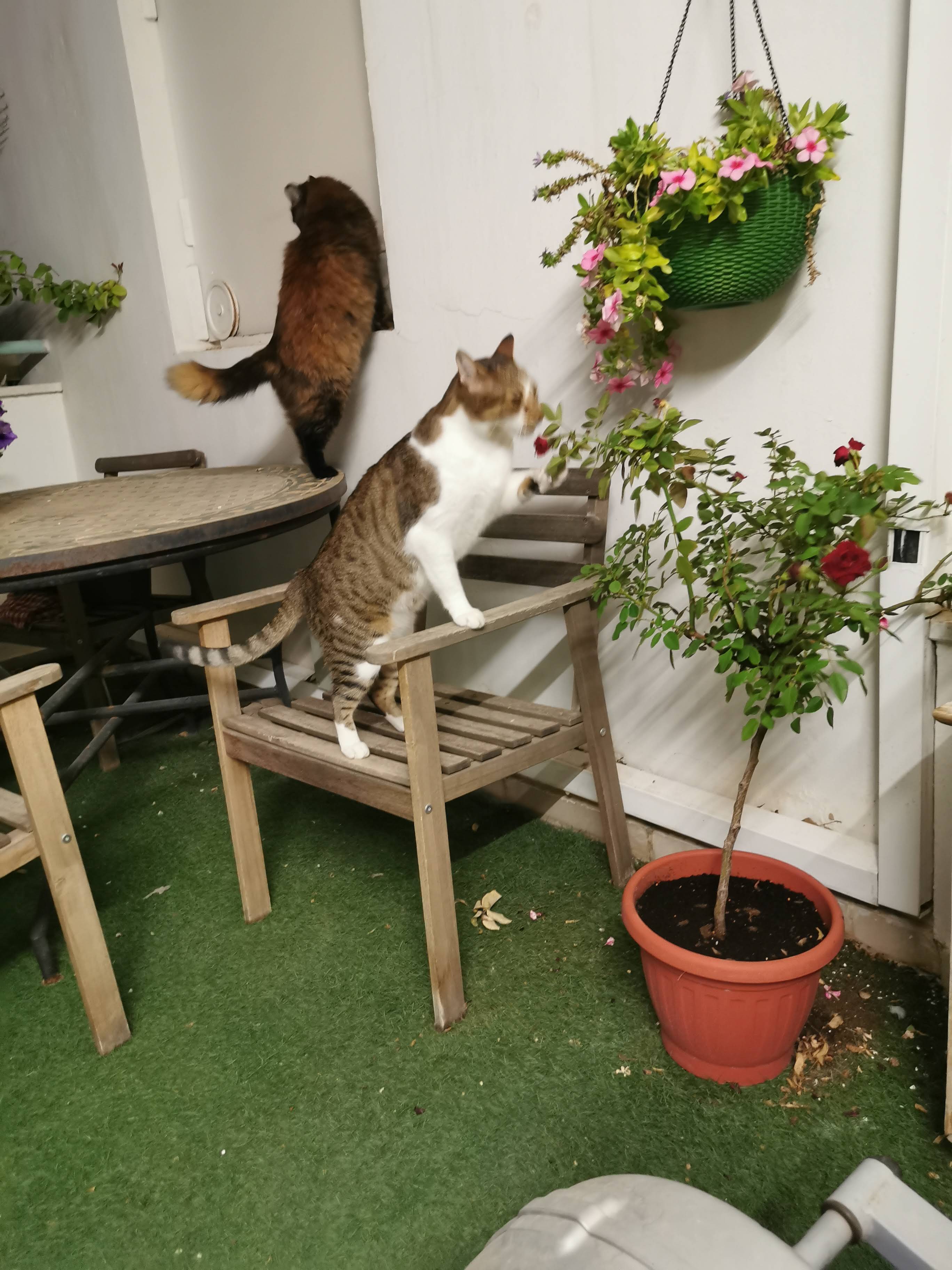 תוליל וזאתי by limor avraham - Ourboox.com