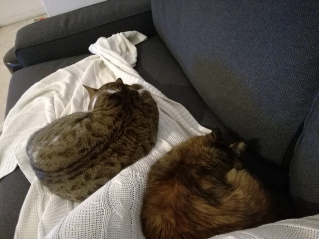 תוליל וזאתי by limor avraham - Ourboox.com