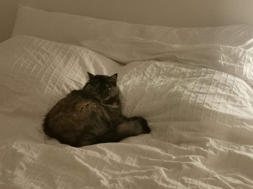 תוליל וזאתי by limor avraham - Ourboox.com