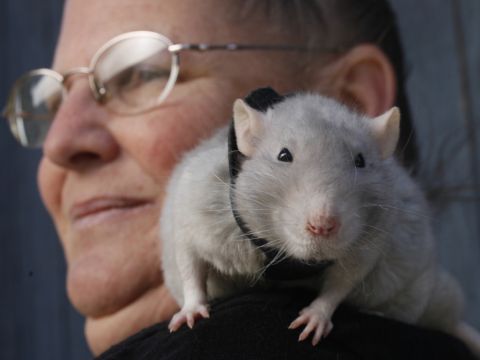 טיפול בעזרת בעלי חיים by arwa arabi - Ourboox.com