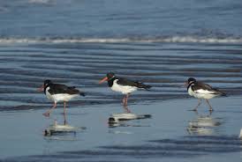 فئة الطيور by natour kawther - Ourboox.com