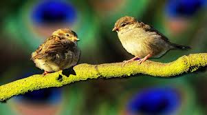 فئة الطيور by natour kawther - Ourboox.com