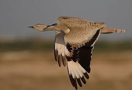 فئة الطيور by natour kawther - Ourboox.com