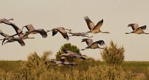 فئة الطيور by natour kawther - Ourboox.com