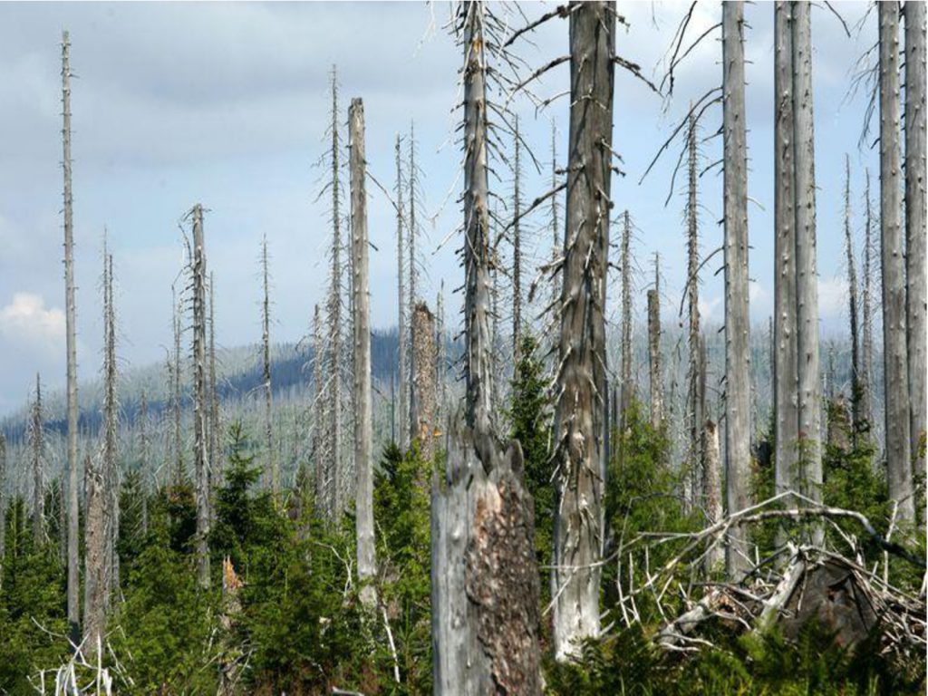 Güncel Çevre İle İlgililer Nedenler by Ayşe Koçıbay - Illustrated by Ayşe Koçıbay  - Ourboox.com