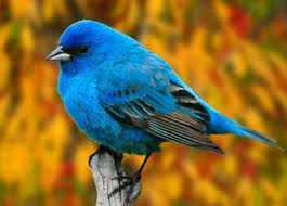 فئة الطيور by natour kawther - Ourboox.com