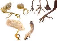 فئة الطيور by natour kawther - Ourboox.com