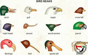 فئة الطيور by natour kawther - Ourboox.com