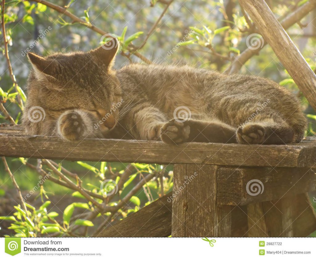cat that like to sleep by Alvani meera argani - Ourboox.com
