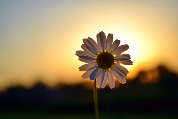 Dolores And The Flowers by lama nakhash - Ourboox.com