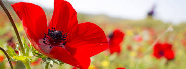 it’s spring by tarez Violet Mansour - Ourboox.com