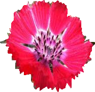 SEVGİ by SEVGİ AKTAŞ - Ourboox.com