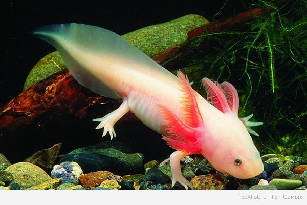 сім цікавих морських тварин by katya - Ourboox.com