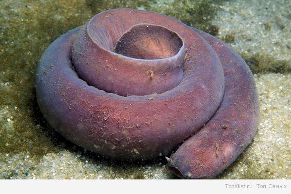 сім цікавих морських тварин by katya - Ourboox.com