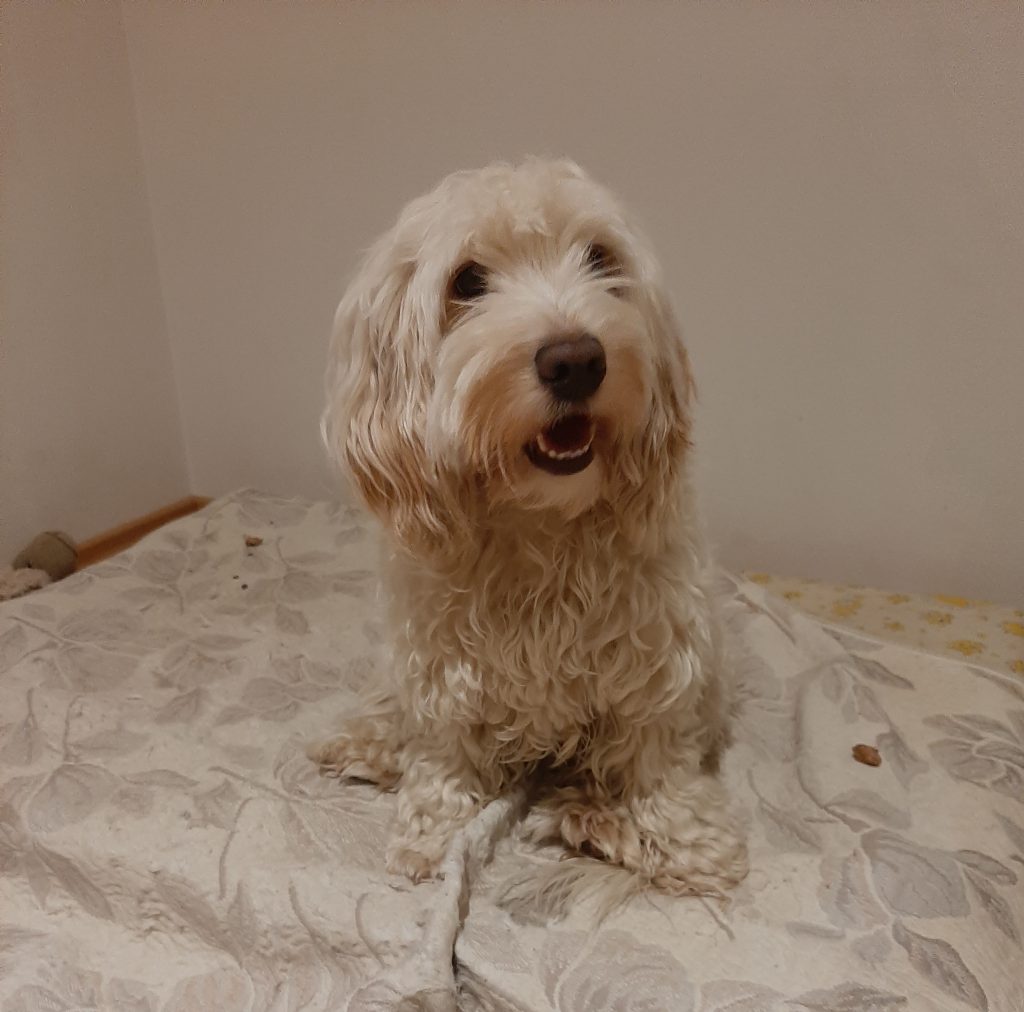 Minu pere ja kodu lood by Martin Kuuse - Ourboox.com