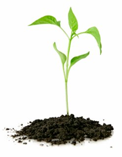 مراحل الانبات عند النبات by rababjabali - Ourboox.com