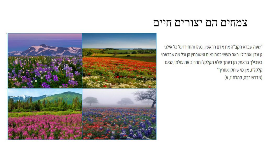 מדעים- הצמחים by shlomit kraitenberg - Illustrated by שלומית קרייטנברג - Ourboox.com