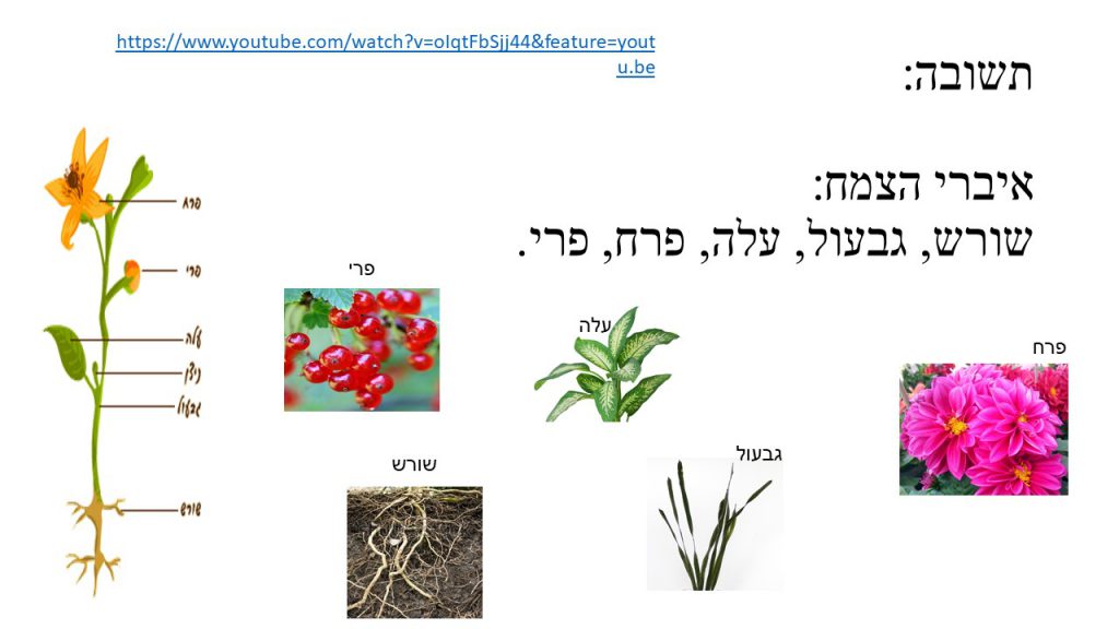 מדעים- הצמחים by shlomit kraitenberg - Illustrated by שלומית קרייטנברג - Ourboox.com