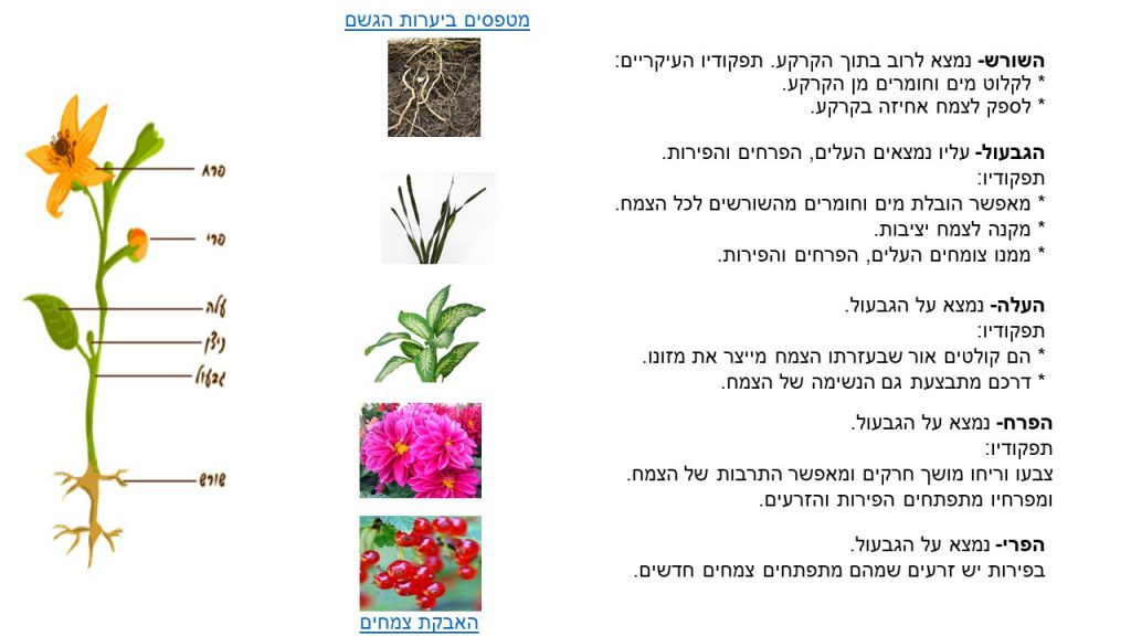 מדעים- הצמחים by shlomit kraitenberg - Illustrated by שלומית קרייטנברג - Ourboox.com