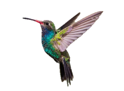 Колібрі by Olga Ostrozhchuk - Ourboox.com