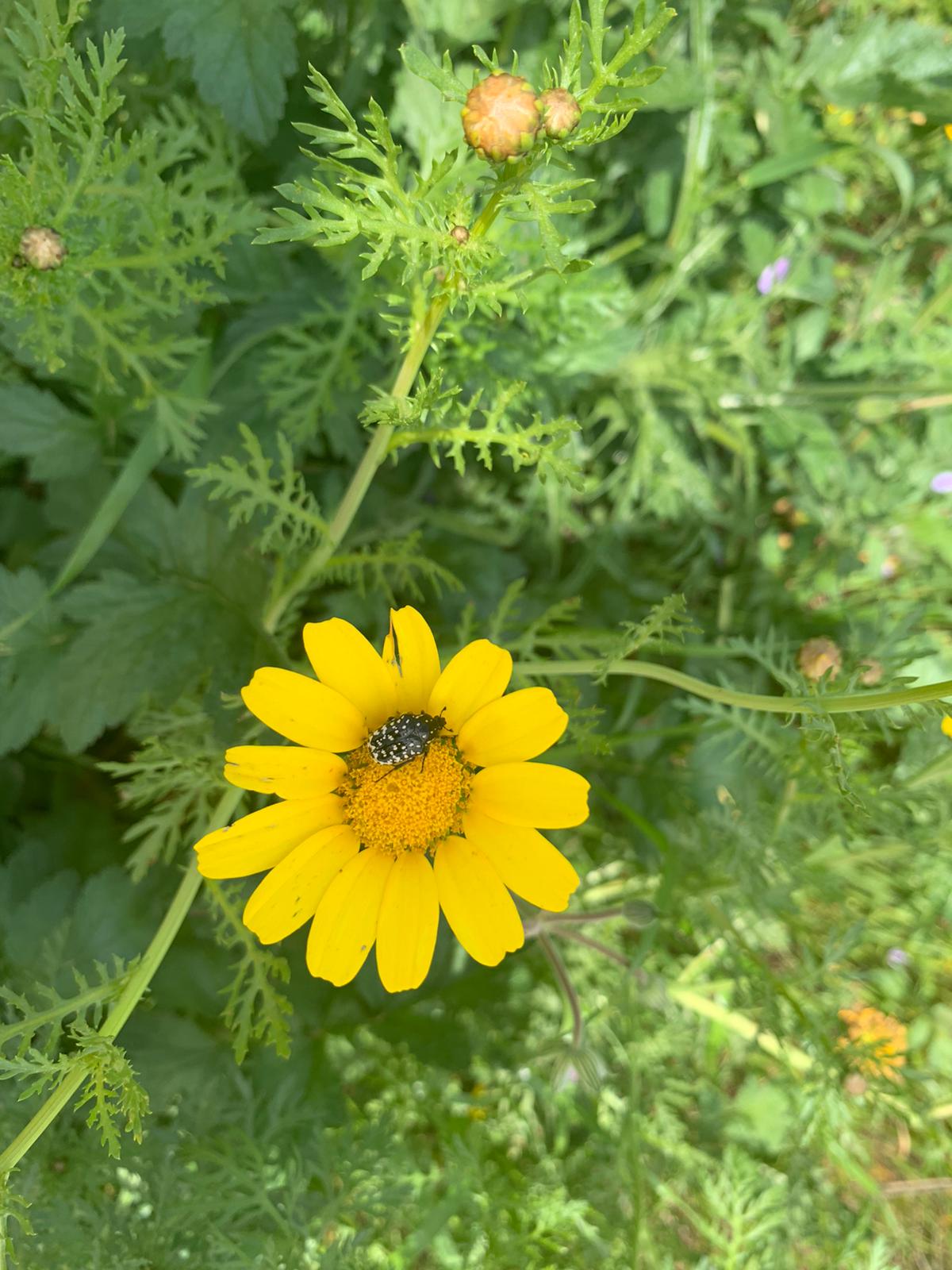 אביב שמח by Michal - Illustrated by אורלי - Ourboox.com