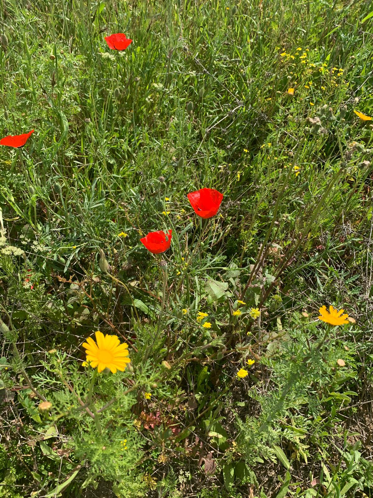 אביב שמח by Michal - Illustrated by אורלי - Ourboox.com