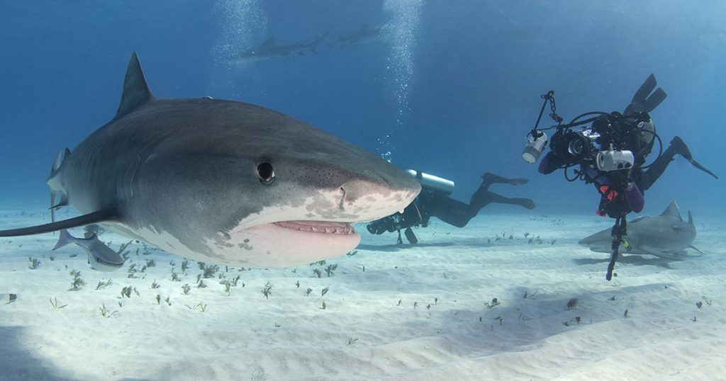 A Mission Of Divers by Itay Sagiv - Ourboox.com