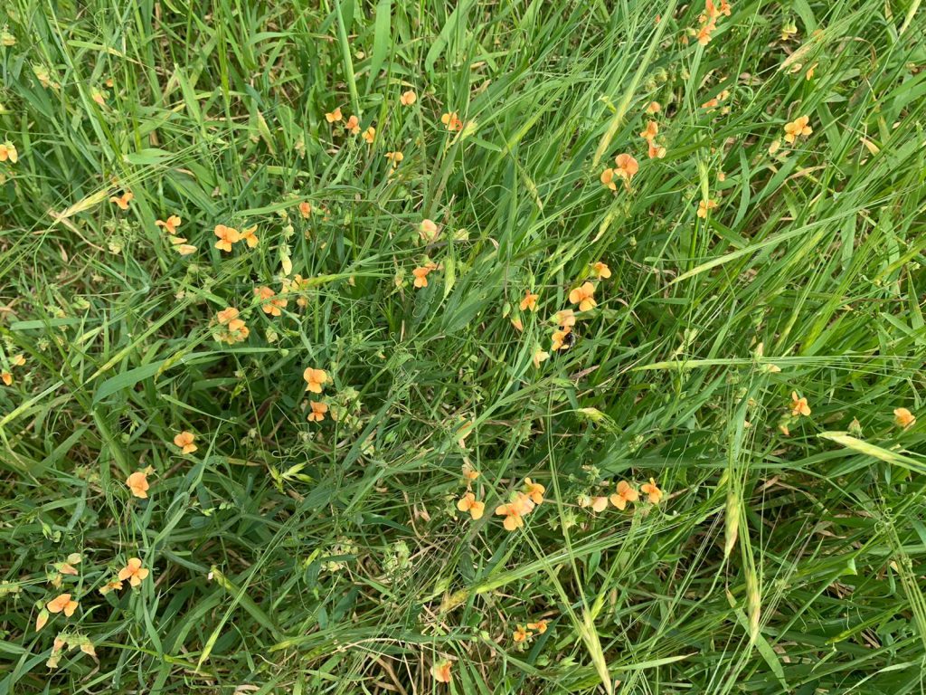 אביב שמח by Michal - Illustrated by אורלי - Ourboox.com