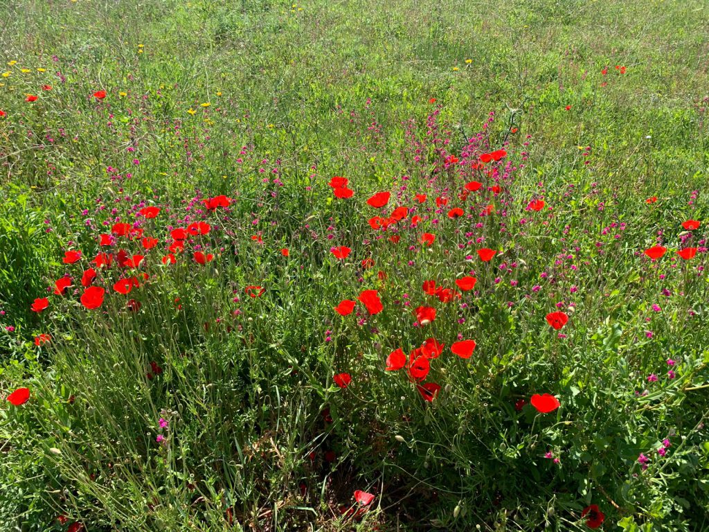 אביב שמח by Michal - Illustrated by אורלי - Ourboox.com