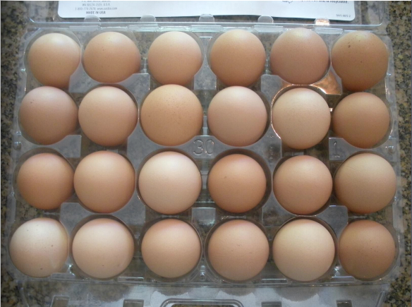 A caccia di… schieramenti!!! by Tania Urbinati - Illustrated by Tania - Ourboox.com